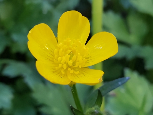 Ranunculus repens — flower photograph