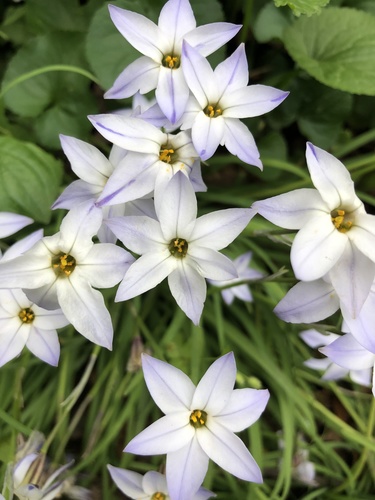 Ipheion uniflorum — flower photograph