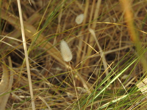 Lagurus ovatus — flower photograph