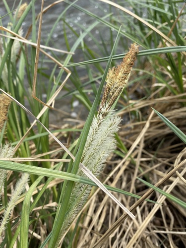 Carex emoryi photograph