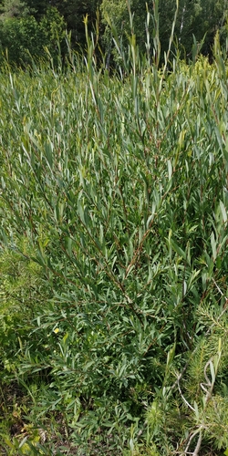 Salix purpurea — whole plant photograph