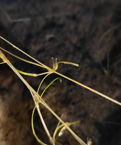 Zannichellia palustris — fruit photograph
