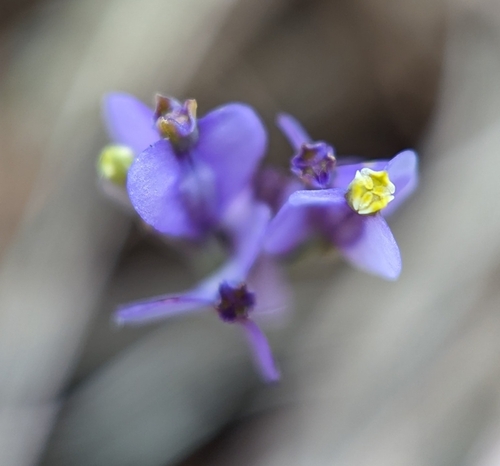Burmannia biflora — flower photograph