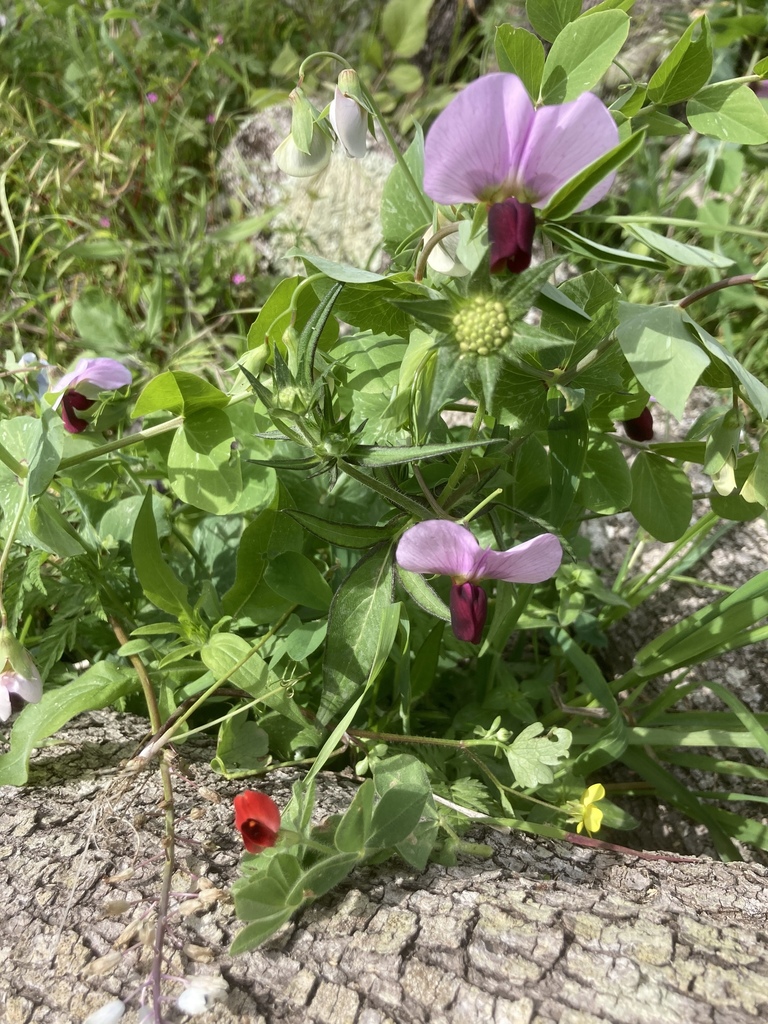 Pisum sativum — whole photograph