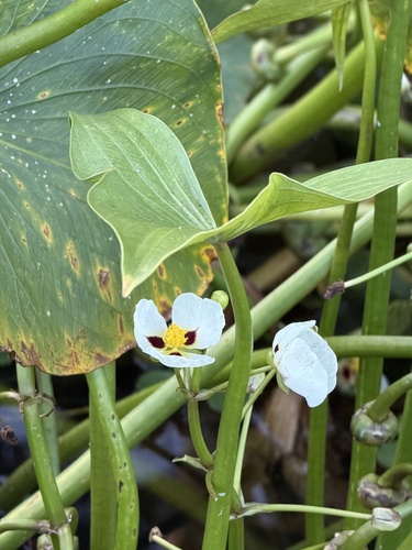 Sagittaria montevidensis — flower photograph