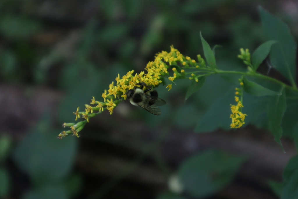 Solidago ulmifolia — bloom photograph