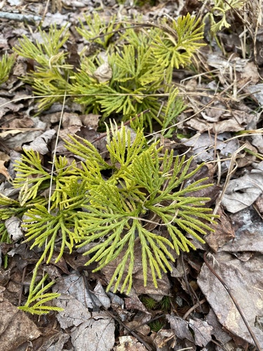 Diphasiastrum digitatum — whole plant photograph