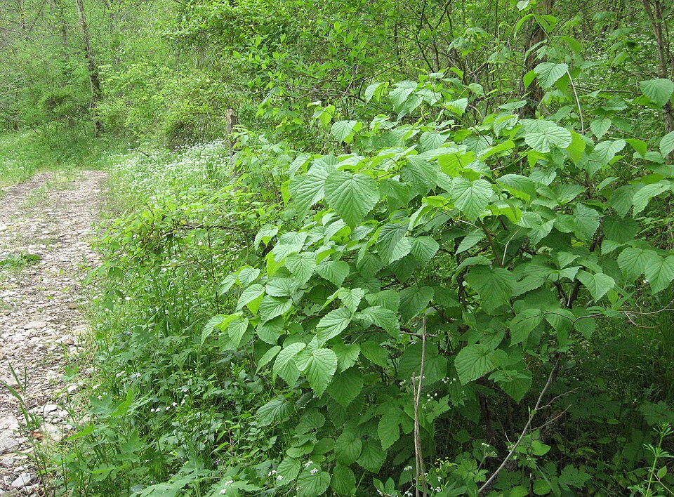 Viburnum molle — whole photograph