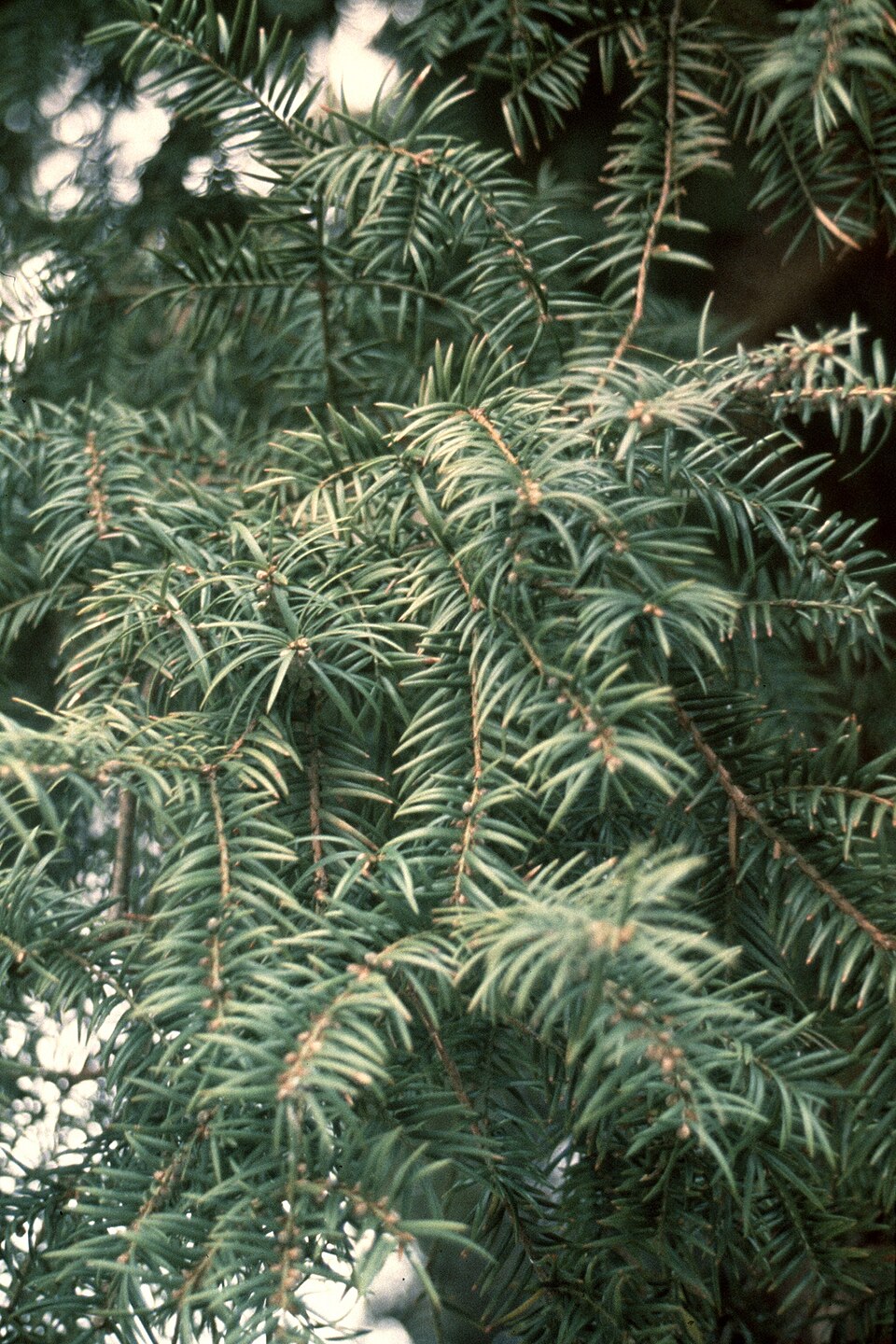 Torreya taxifolia — leaf photograph