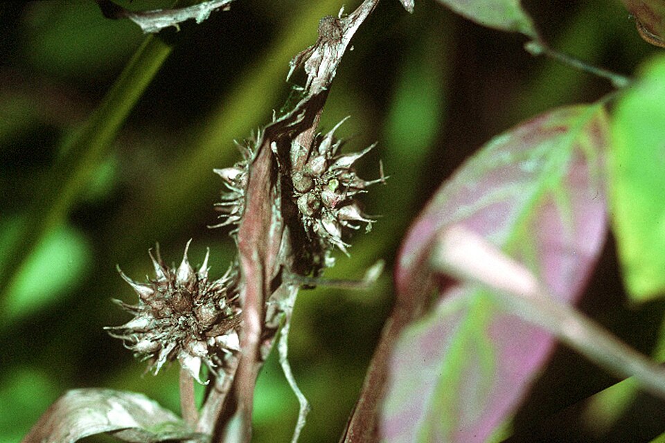 Sparganium americanum — fruit photograph