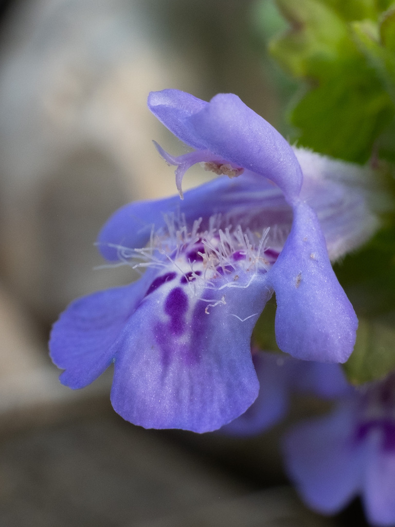 Glechoma hederacea — bloom photograph