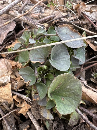Viola hirsutula — foliage photograph