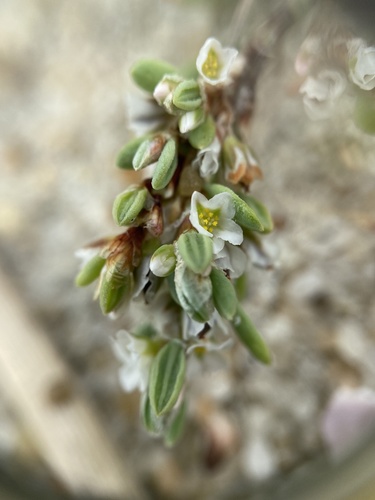 Polygonum glaucum — flower photograph