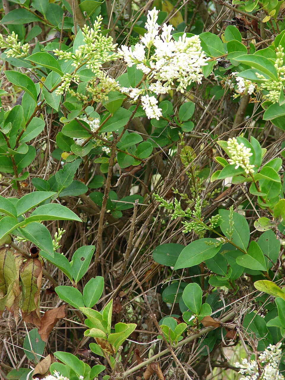 Ligustrum ovalifolium — bloom photograph