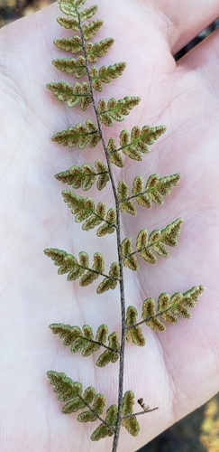 Myriopteris lanosa — foliage photograph