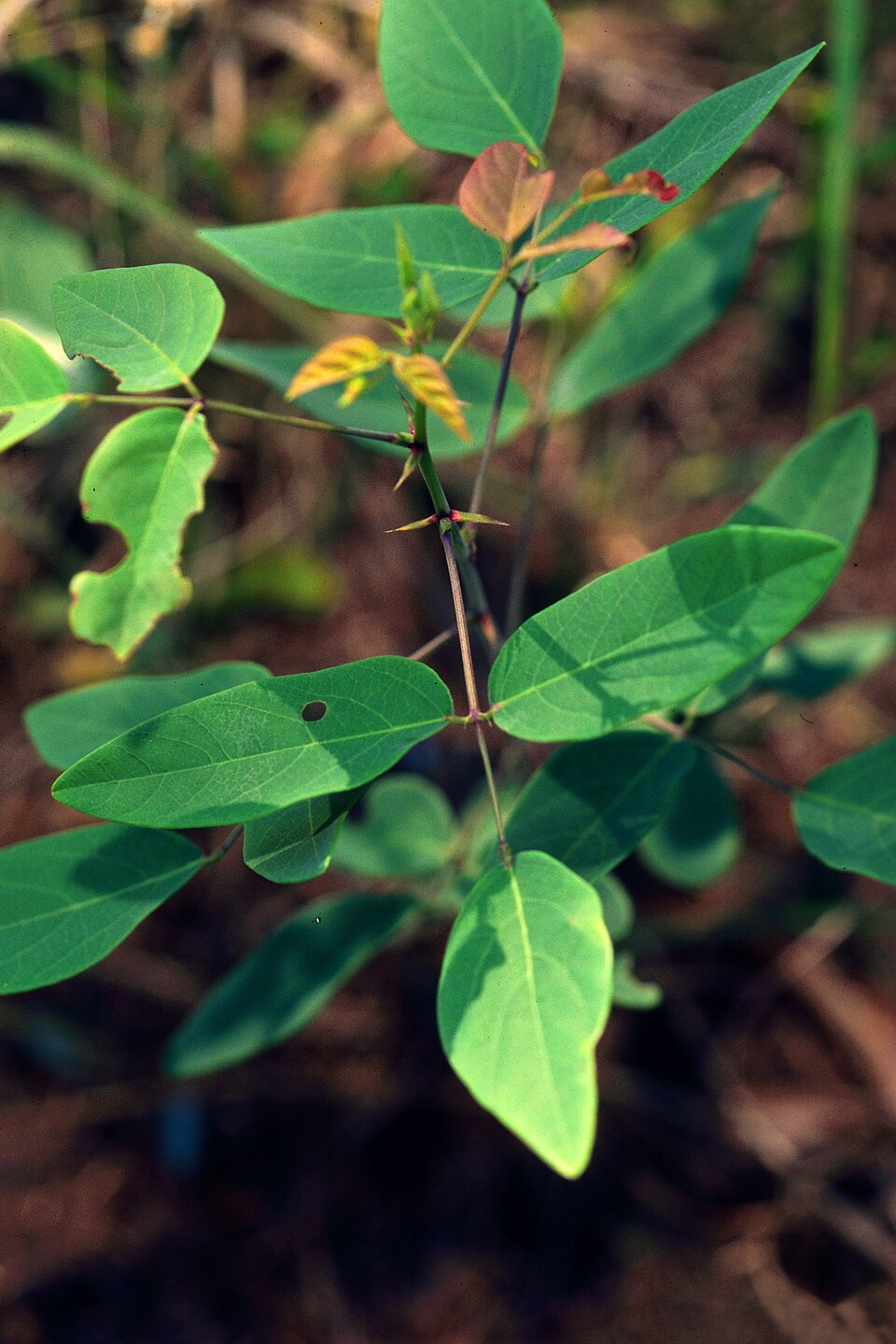 Desmodium laevigatum — foliage photograph