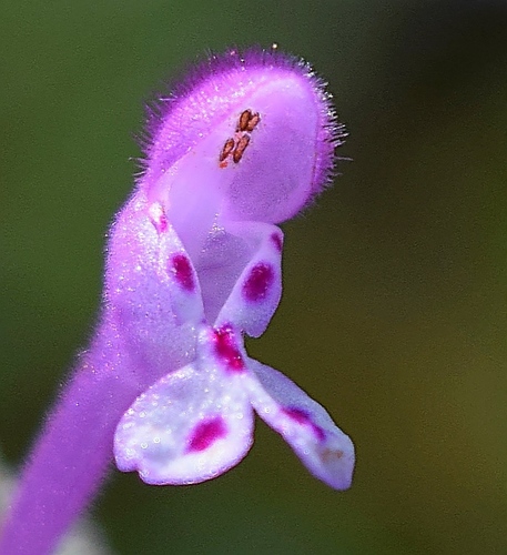 Lamium amplexicaule — flower photograph