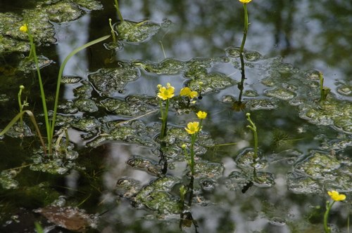 Ranunculus flabellaris photograph