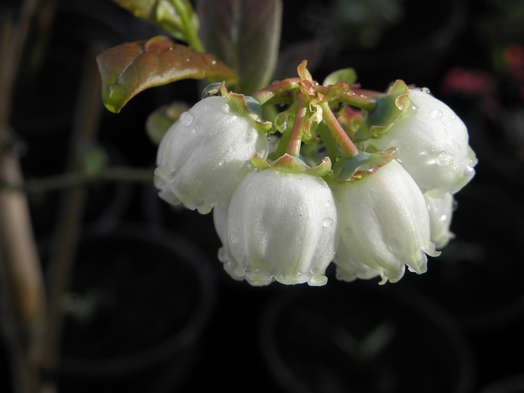 Northern Highbush Blueberry