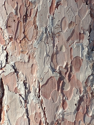 Pinus resinosa — bark photograph