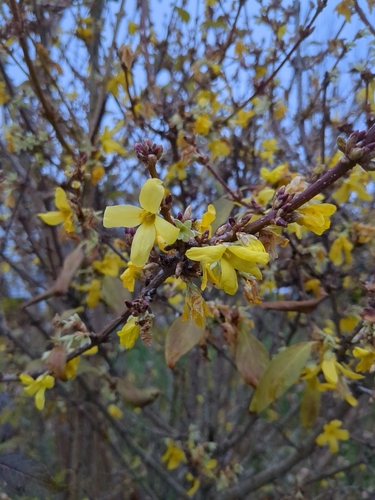 Forsythia suspensa — flower photograph