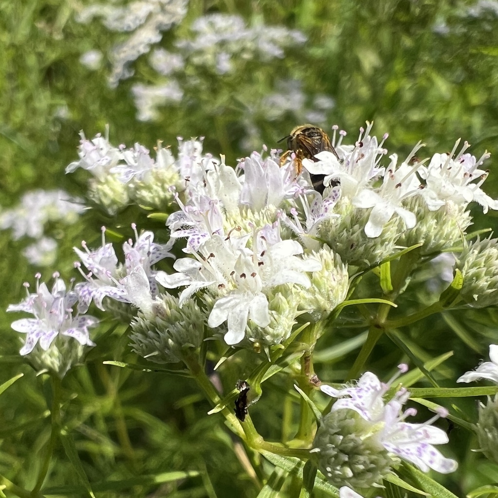 Pycnanthemum tenuifolium — bloom photograph
