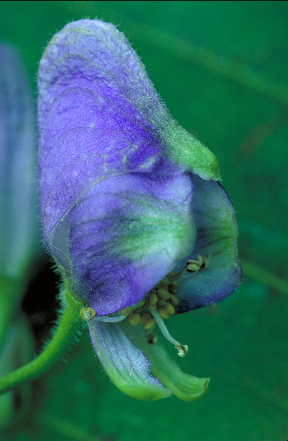 Aconitum uncinatum — bloom photograph