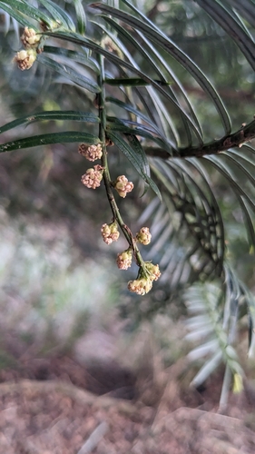 Cephalotaxus harringtonia — foliage photograph