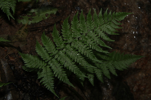Deparia petersenii — foliage photograph