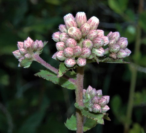 Pluchea foetida — flower photograph