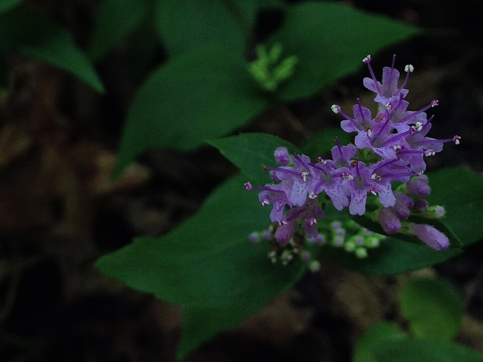 Cunila origanoides — bloom photograph