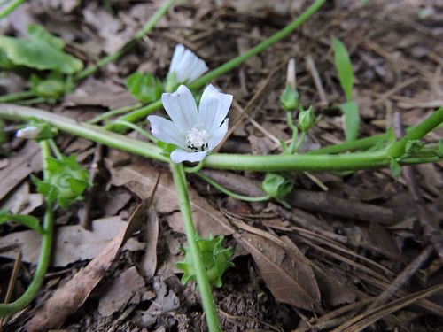 Malva neglecta — flower photograph