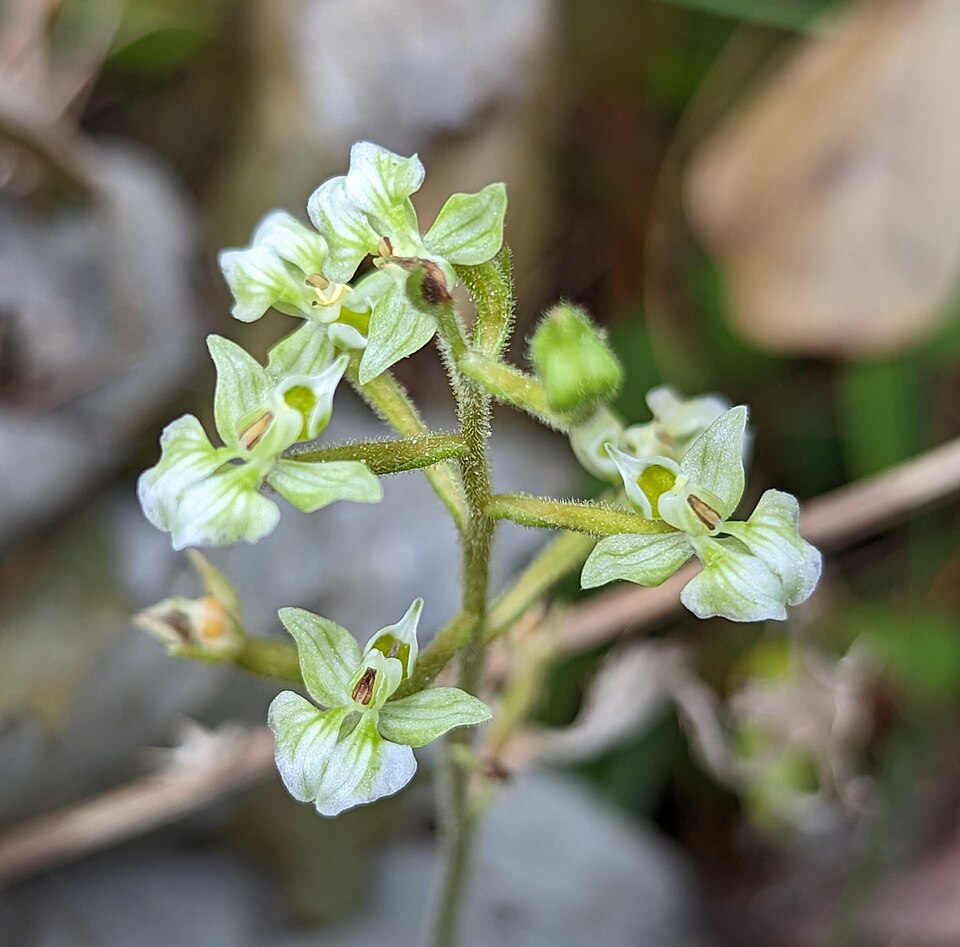 Ponthieva racemosa — flower photograph