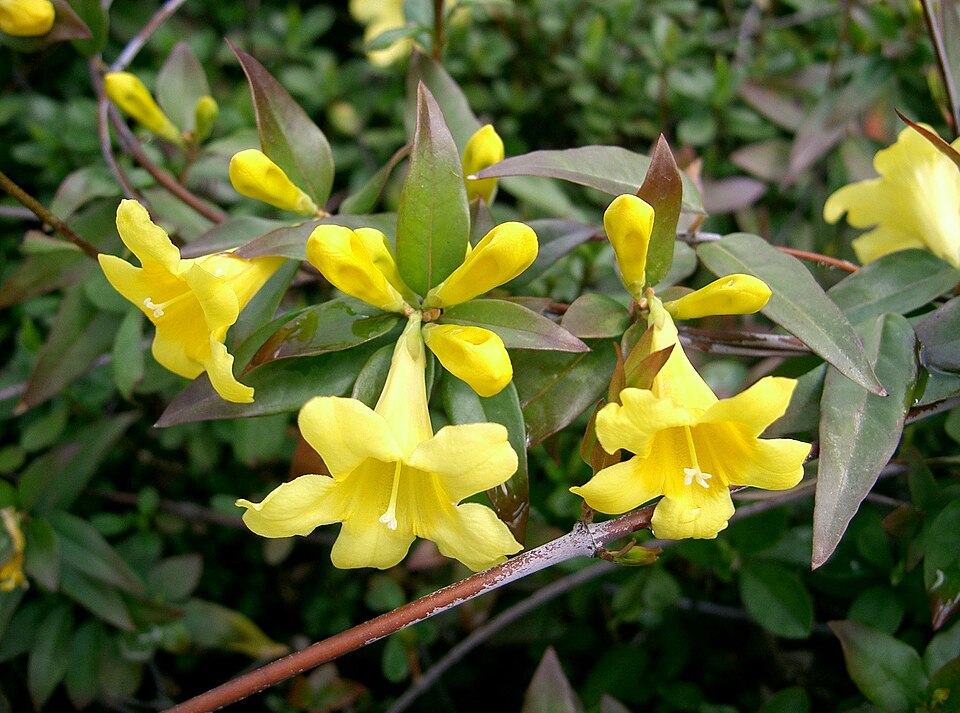 Gelsemium sempervirens — bloom photograph