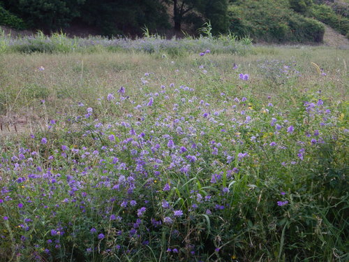 Medicago sativa — whole plant photograph