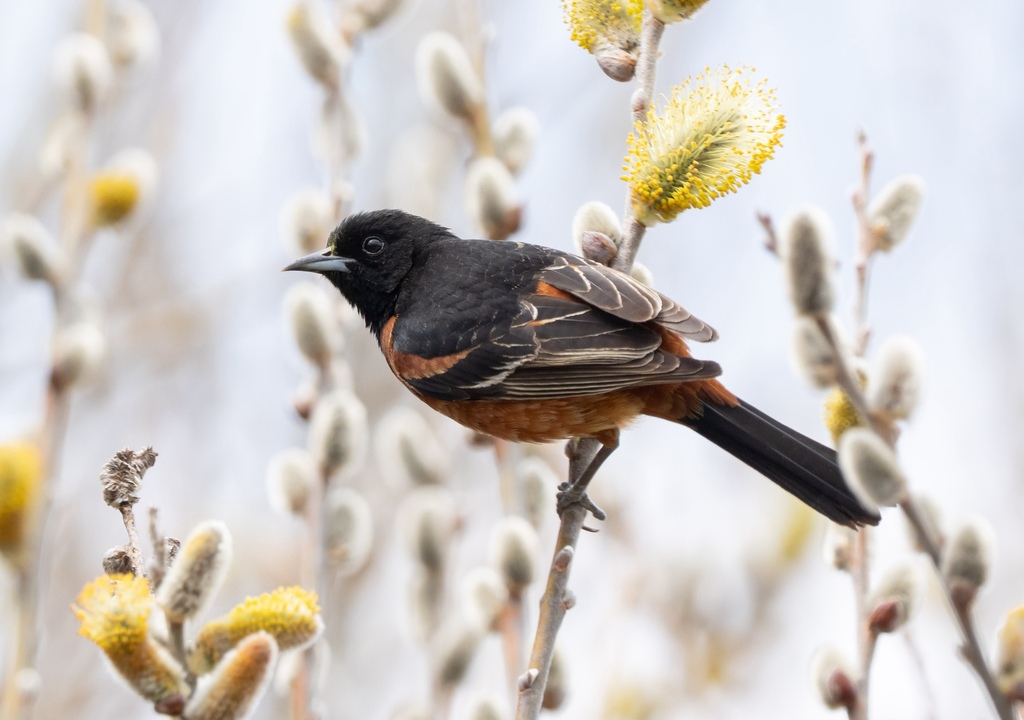 Male Orchard Oriole, whole bird