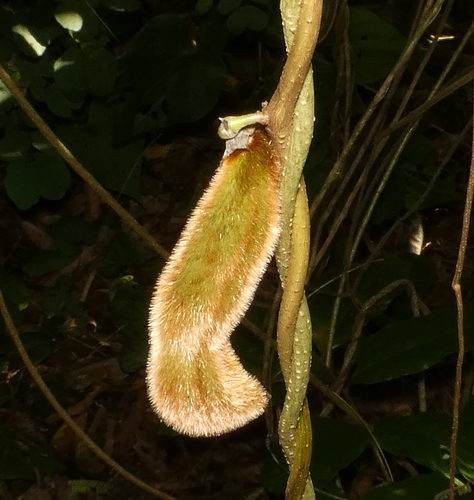 Mucuna pruriens — fruit photograph