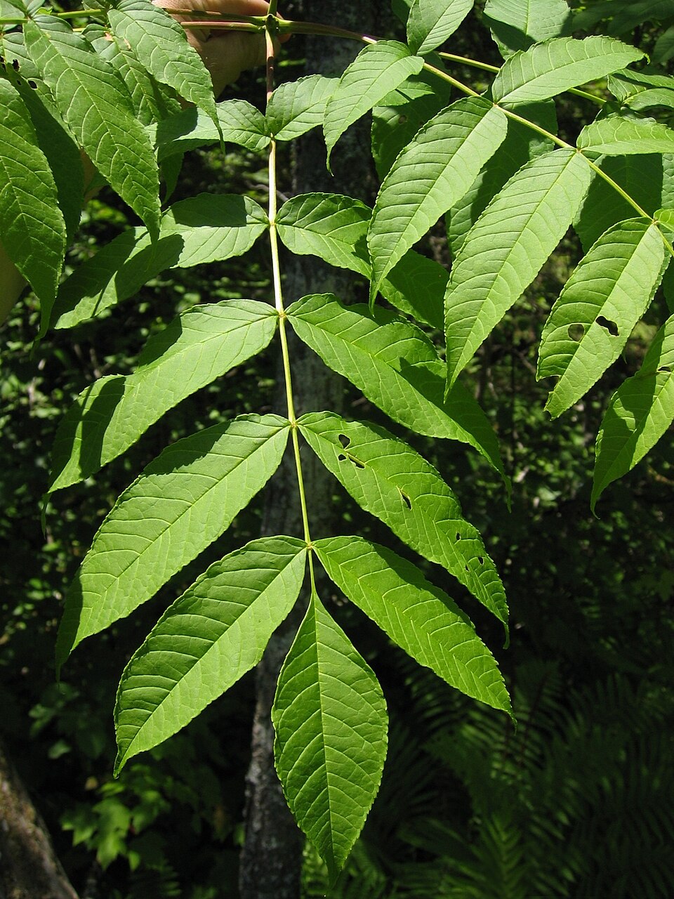 Fraxinus nigra — leaf photograph