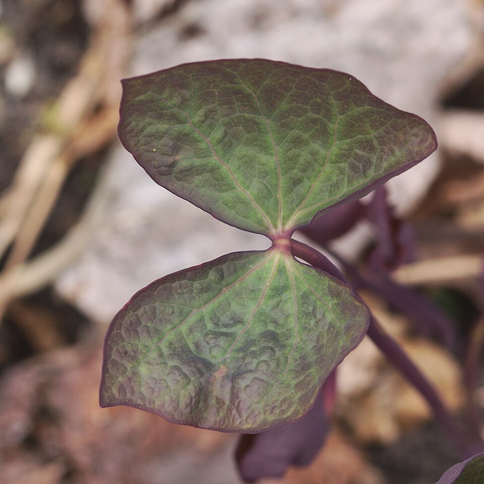 Jeffersonia diphylla — leaf photograph