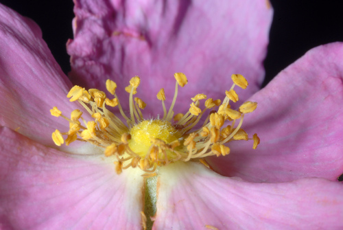 Rosa carolina photograph