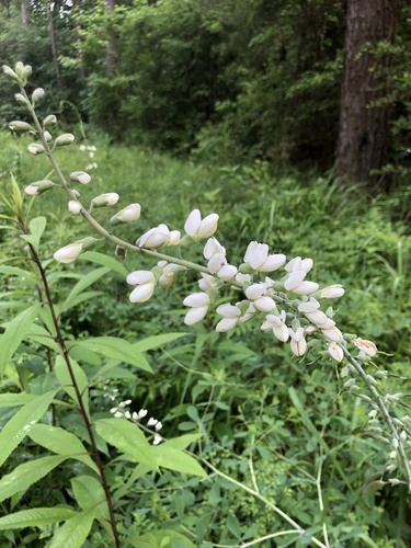 Baptisia alba — flower photograph