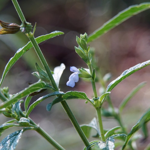 Salvia reflexa — flower photograph