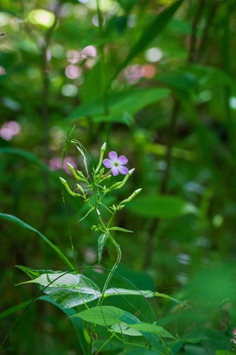 Phlox amplifolia photograph