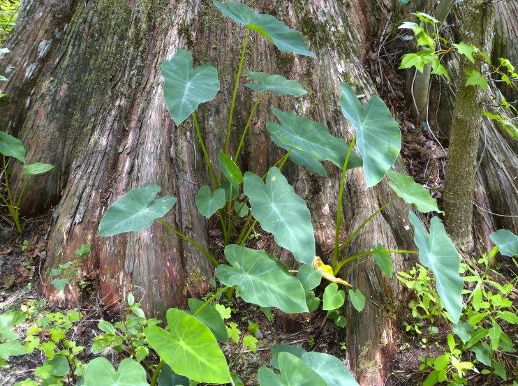 Colocasia esculenta — whole photograph