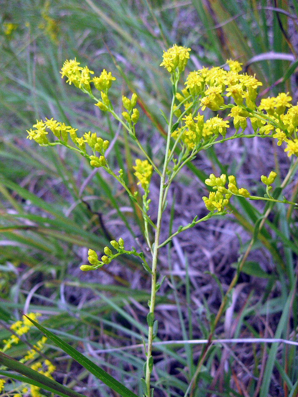 Solidago gattingeri — flower photograph