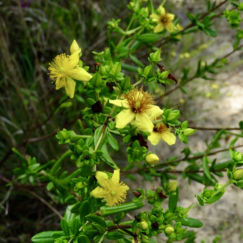 Hypericum lobocarpum — flower photograph
