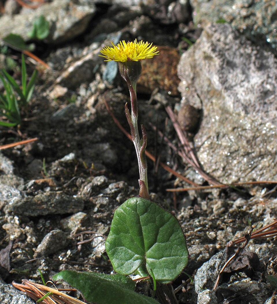 Tussilago farfara — flower photograph