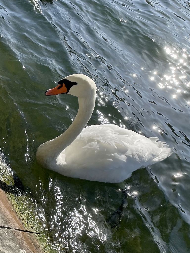 Male Mute Swan, whole bird