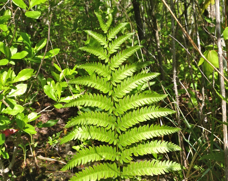 Anchistea virginica — foliage photograph
