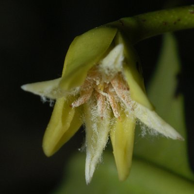 Rhizophora mangle — flower photograph